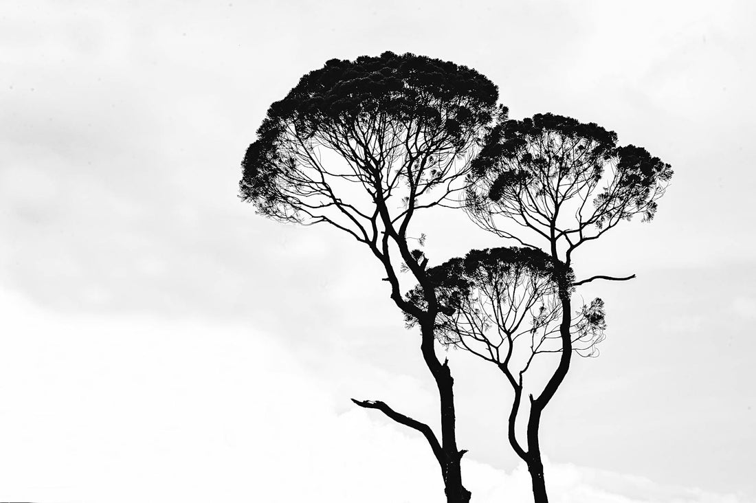 Why we choose Ole Bohio ?